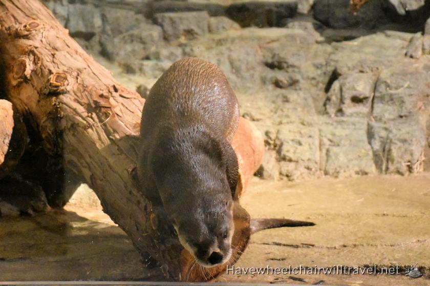 Argonaut Hotel - Aquarium of the Bay - accessible San Francisco - Have Wheelchair Will Travel