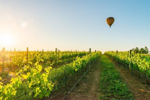 Hot air balloon flying over fields in the Hunter Valley