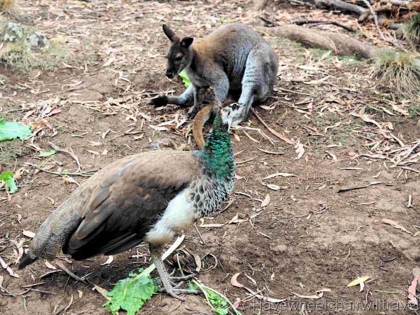 Cataract Gorge & Gorge Scenic Chairlift Launceston - Have Wheelchair Will Travel