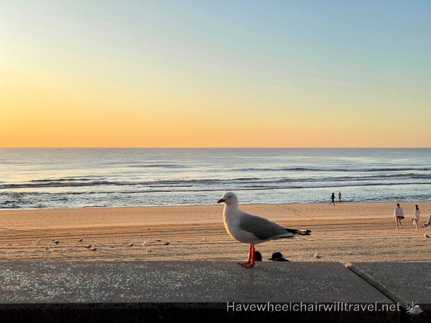 Braeden's first flight in 3 years - Gold Coast getaway - Have Wheelchair Will Travel 