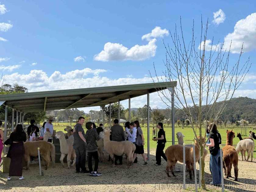 Iris Lodge Alpaca - Have Wheelchair Will Travel