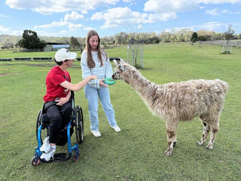 Iris Lodge Alpaca - Have Wheelchair Will Travel