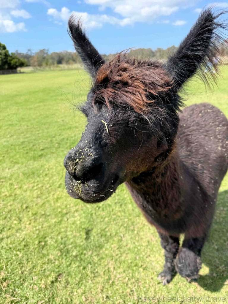 Iris Lodge Alpaca - Have Wheelchair Will Travel