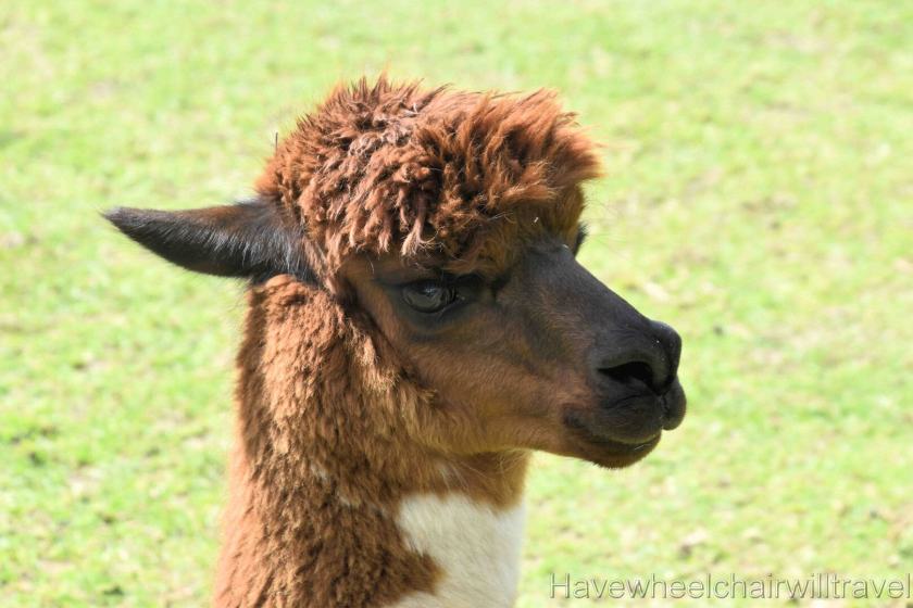 Iris Lodge Alpaca - Have Wheelchair Will Travel