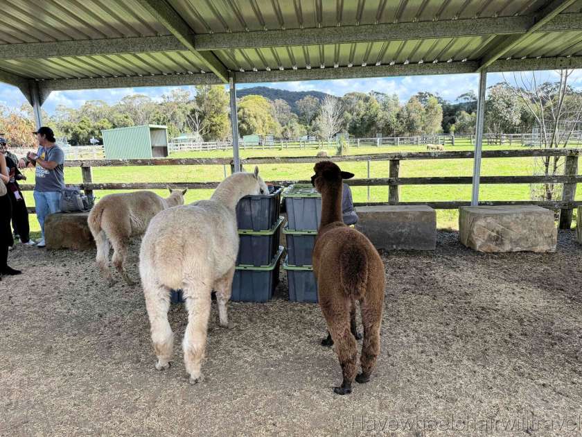 Iris Lodge Alpaca - Have Wheelchair Will Travel