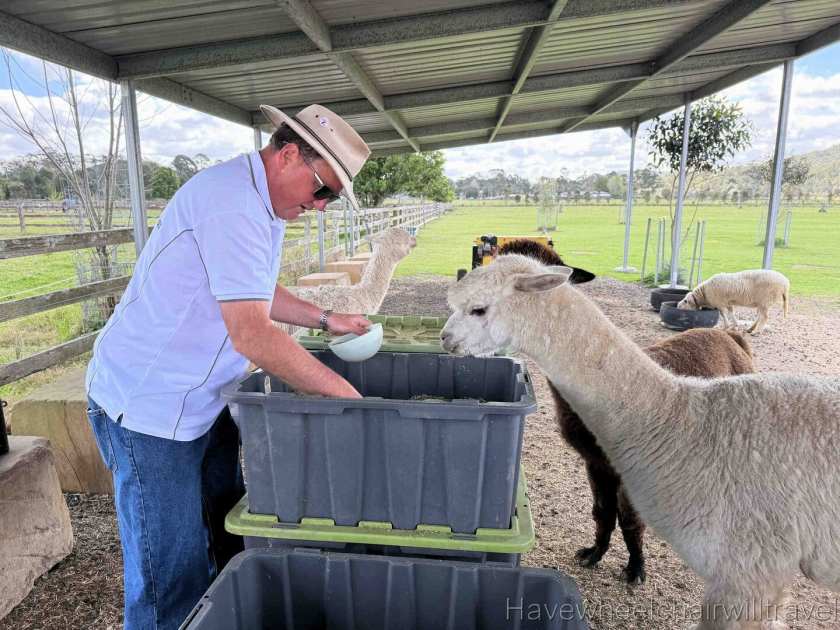 Iris Lodge Alpaca - Have Wheelchair Will Travel