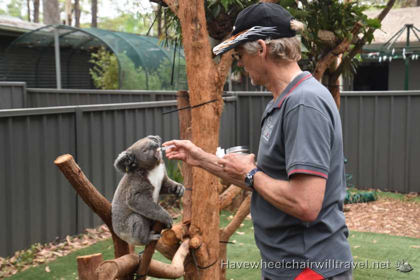 Koala Hospital - wheelchair accessible guide - Port Macquarie