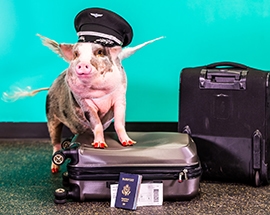 LiLou credit San Francisco Airport