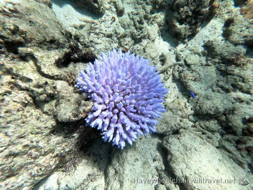 Malamala Beach Club Fiji - coral - Have Wheelchair Will Travel