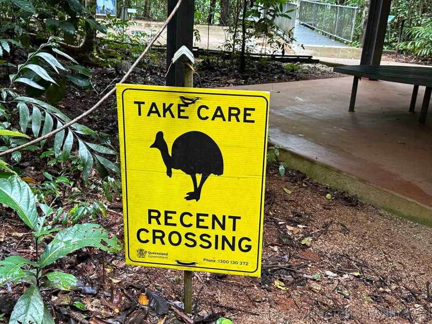 Mamu Tropical Skywalk -wheelchair accessible walk - Have Wheelchair Will Travel