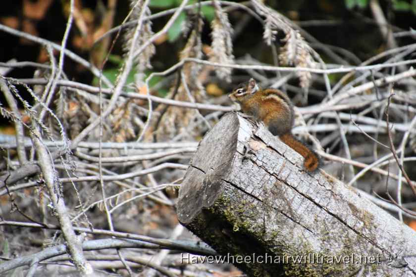 Muir Woods National Monument - accessible San Francisco - Have Wheelchair Will Travel 