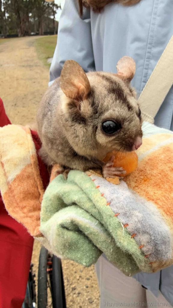 East Coast Natureworld Tasmania review - Have Wheelchair Will Travel