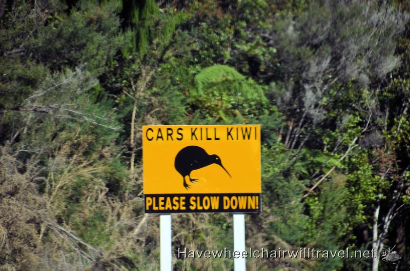 Okarito Wetlands Walk - accessible New Zealand - Have Wheelchair Will Travel