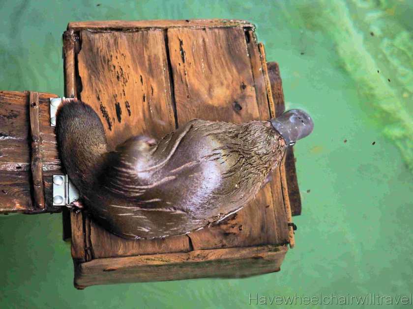 Platypus House Tasmania review - Have Wheelchair Will Travel