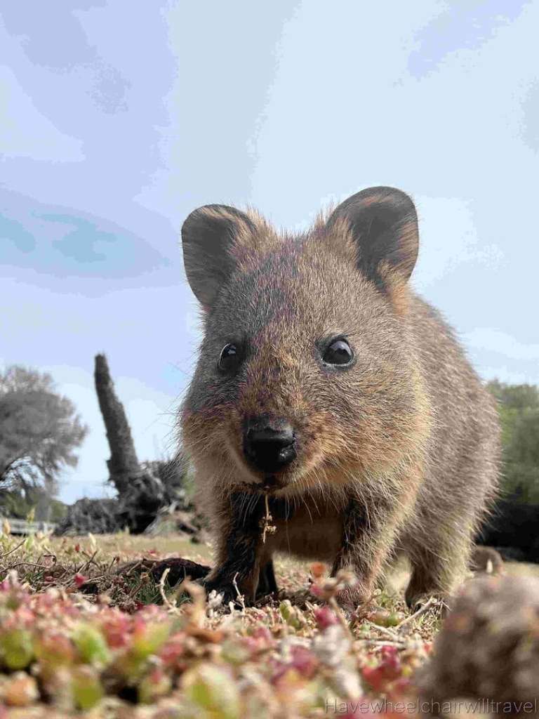Rottnest Island Western Australia - Have Wheelchair Will Travel