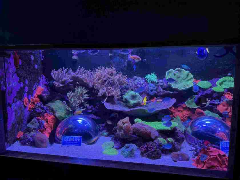 SEA LIFE Sunshine Coast Aquarium review - Have Wheelchair Will Travel