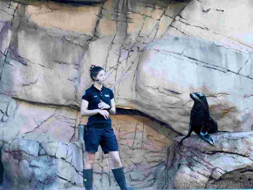 SEA LIFE Sunshine Coast Aquarium review - Have Wheelchair Will Travel 