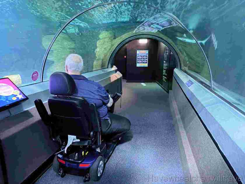 SEA LIFE Sunshine Coast Aquarium review - Have Wheelchair Will Travel 