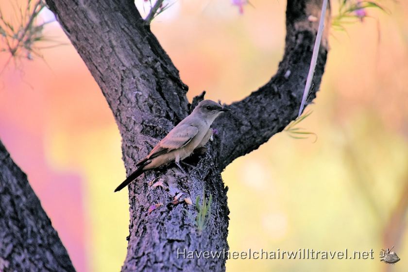 Sheraton Wild Horse Pass - accessible Phoenix Arizona - Have Wheelchair Will Travel