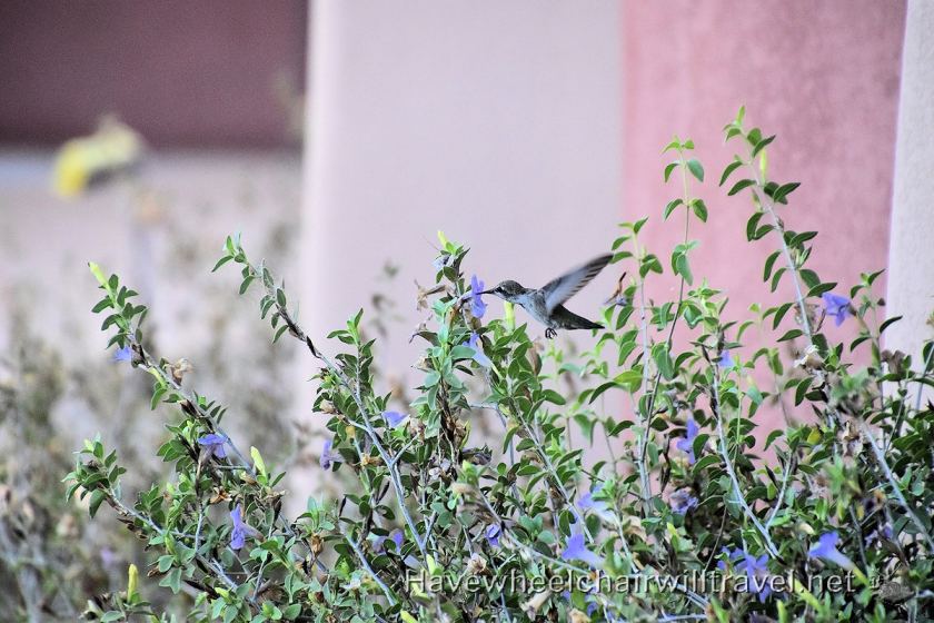 Sheraton Wild Horse Pass - accessible Phoenix Arizona - Have Wheelchair Will Travel