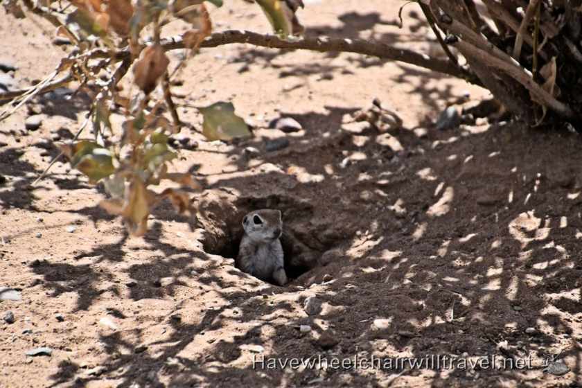 Sheraton Wild Horse Pass - accessible Phoenix Arizona - Have Wheelchair Will Travel