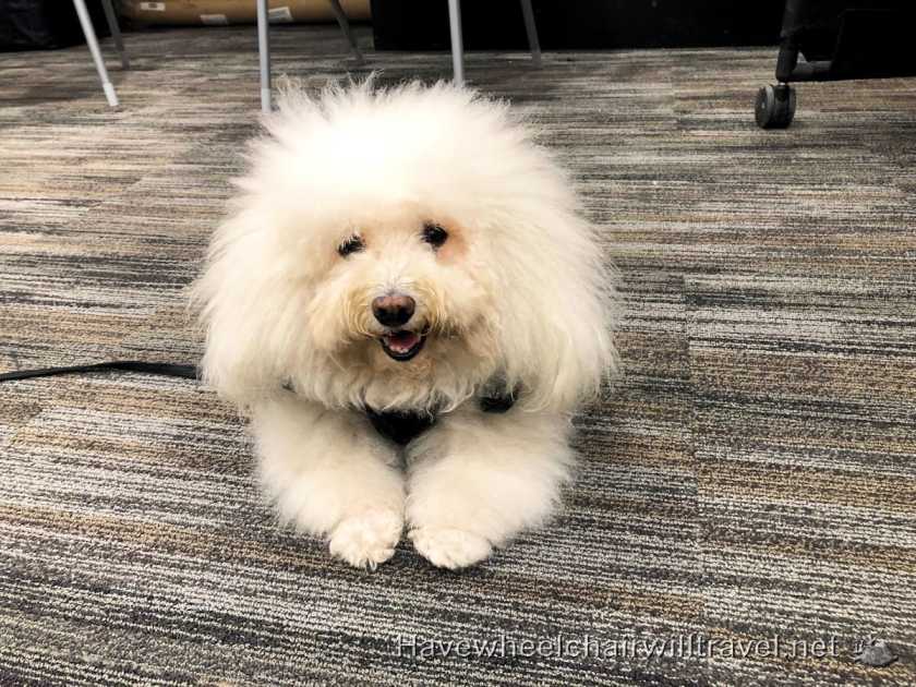 Wag Brigade San Francisco Airport - Have Wheelchair Will Travel