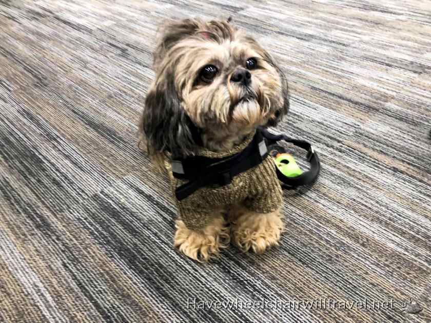 Wag Brigade San Francisco Airport - Have Wheelchair Will Travel